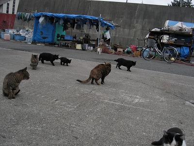 岩手のネコ1.jpg
