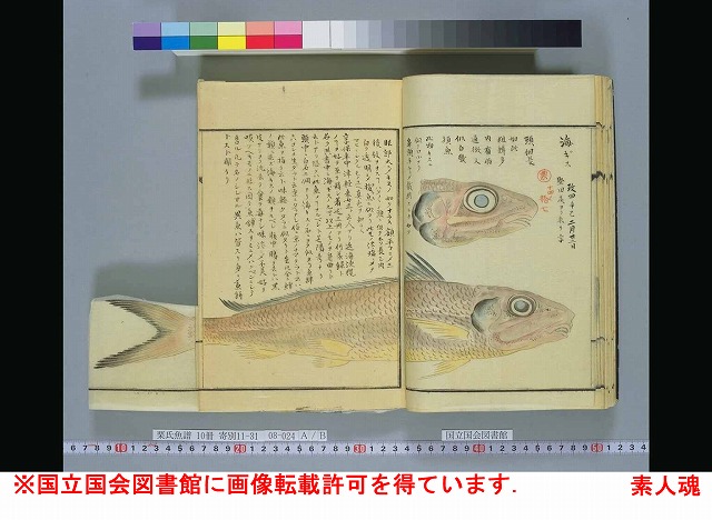 魚話その152 ぶろっほっほっほ 後編 素人魂 特濃魚汁