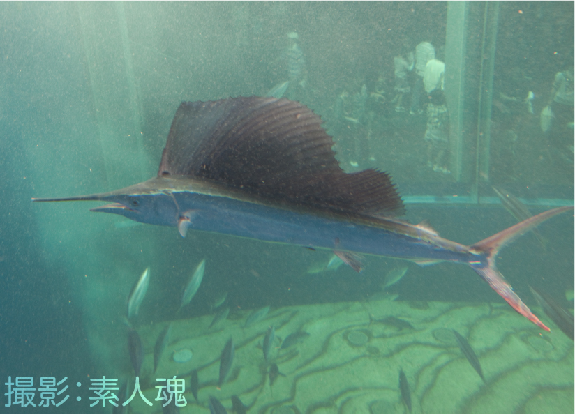 物思いにふける ビジョン エンコミウム バショウ カジキ 水族館 Cozy L Jp