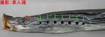 魚話その137 ７月７日 アレ 素人魂 特濃魚汁