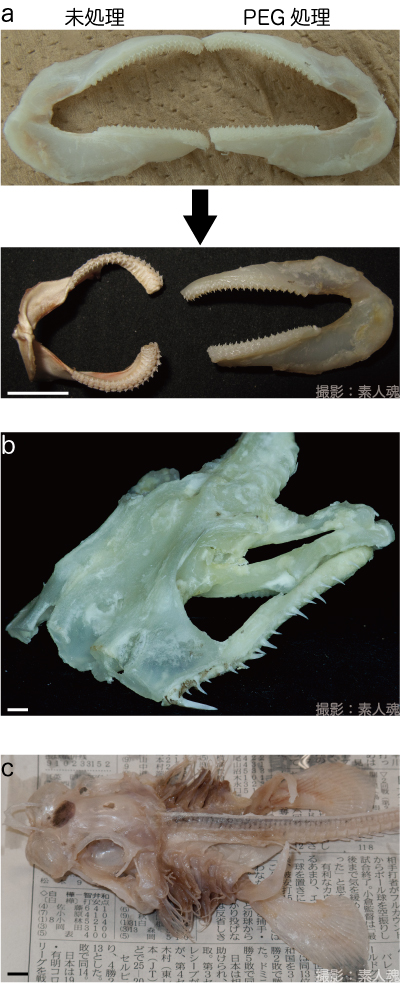 ノコギリザメ 骨格標本 ノコギリザメ 頭部骨格標本（¥12,000）