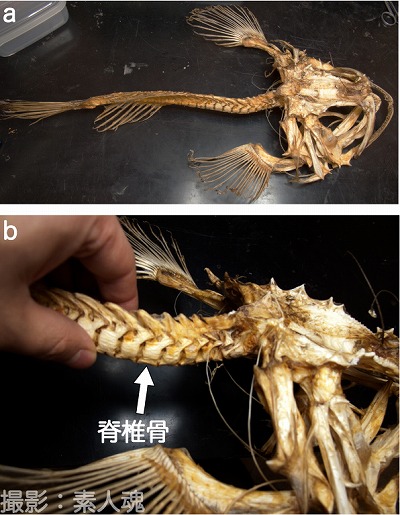 魚話その163 もう魚しか見えない その01 素人魂 特濃魚汁